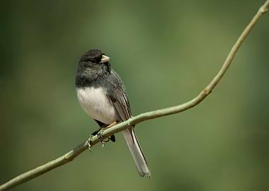 Dark eyed junco bird photo
