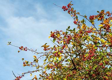 November Hawthorn and Sky