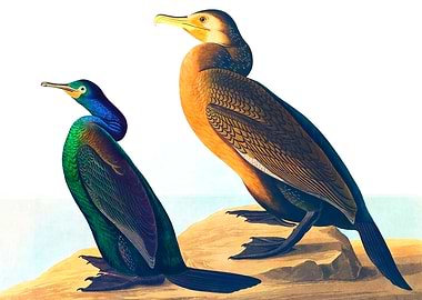 Violet Green Cormorant