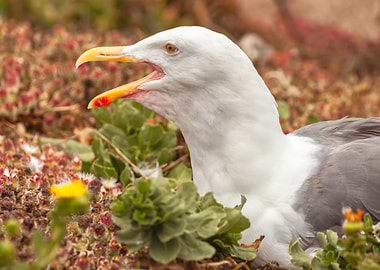 Gull Call