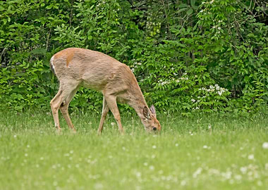 Doe deer grazing