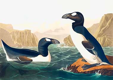 Great Auk