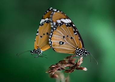 Butterfly mating