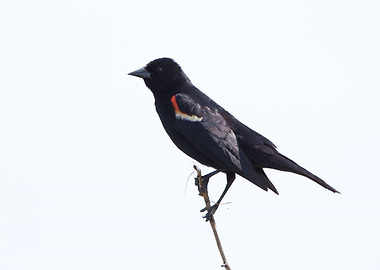 Red wing black bird photo