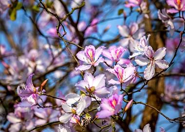 Bauhinia variegata flowers