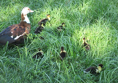 Baby Ducklings