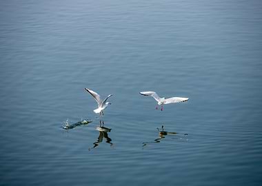 Couple of Seagulls
