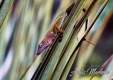 Anolis on palm tree