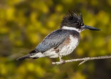 Belted King Fisher