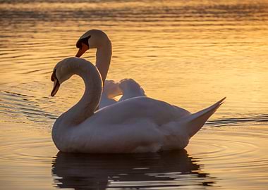 swans in golden sunset
