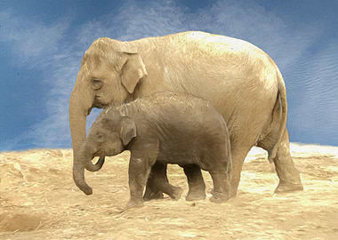 Elephant mother and baby