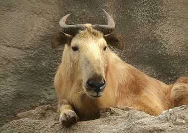 Gnu goat Takin