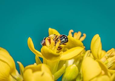 Bee Allodapini feeding