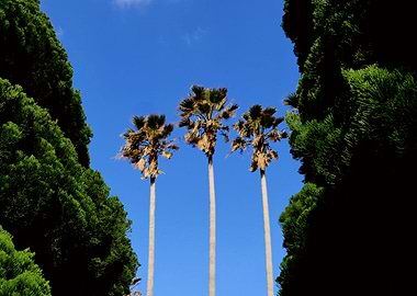 Palm trees in Jeju