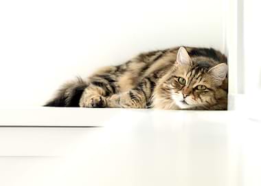 Siberian Cat Gaze in White