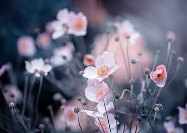 Anemone, pink flowers