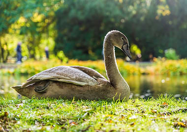 Mute Swan Juvenile