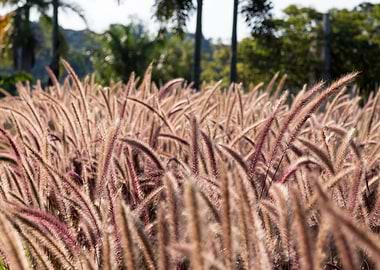 Cogon Grass in Sunlight