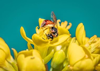Bee Allodapini feeding