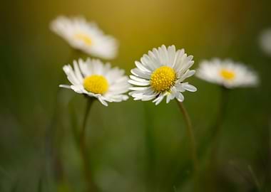 White daisies in meadow