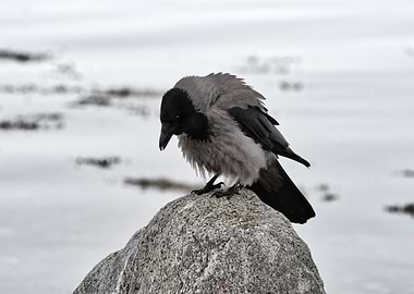 Crow