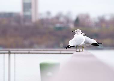 Gull Pair by the Hudson