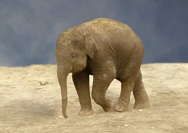 Baby elephant