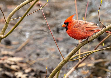 Red Cardinal Winter NYC