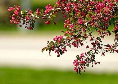 Cherry Blossoms Close Up