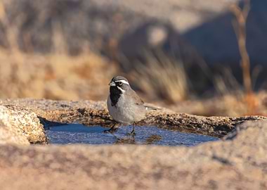 Sparrow at Waterhole