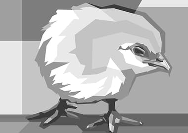 Chicks Gray Color WPAP