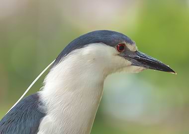 Black crowned Night Heron