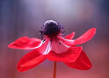 Red Japanese anemone
