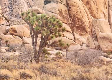 Joshua Tree