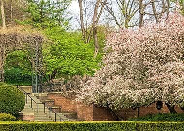 Cherry Tree Full Bloom NYC