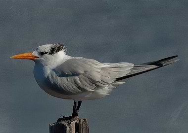 Regal Royal Osium backdrop