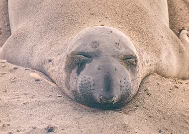 Sleeping Seal
