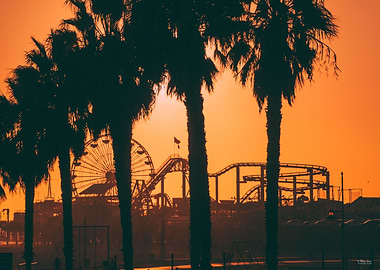 Santa Monica Palm Trees
