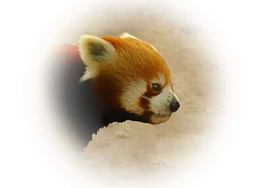 Red panda
