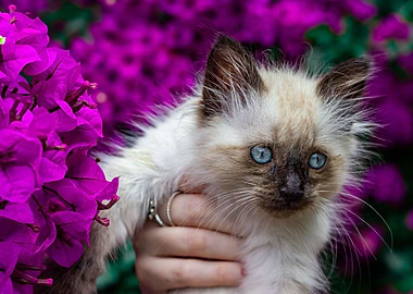 cute kitten