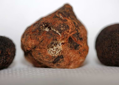 White and black truffles