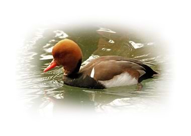 Red crested pochard