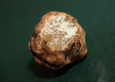 White truffle mushroom