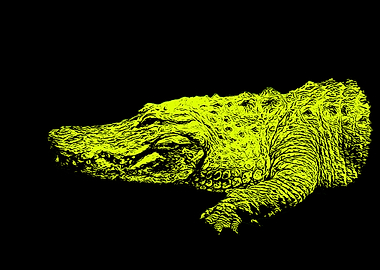 Alligator
