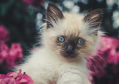 cute kitten