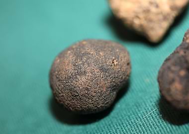 White and black truffles