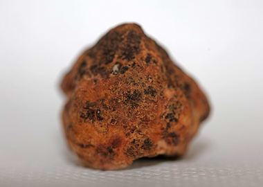 White truffle mushroom