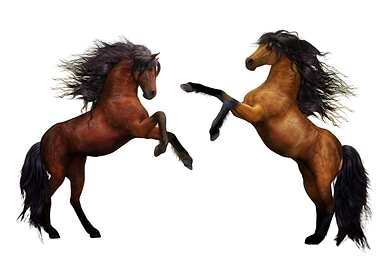 Funny Horses Pair