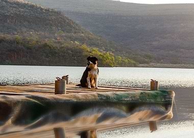 Dog on Pier