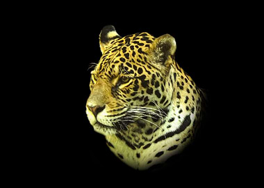 Jaguar portrait